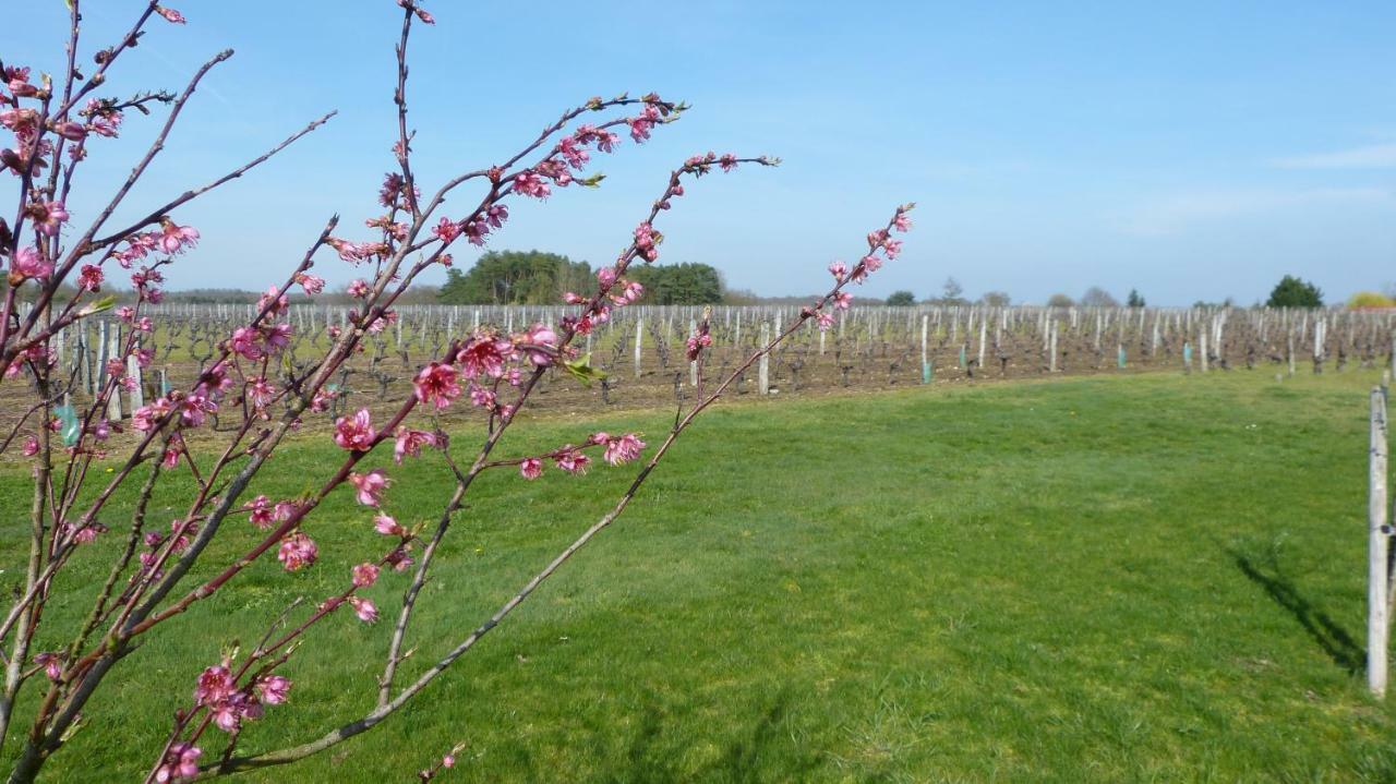 Willa L'Ecrin Au Coeur Des Vignes Saint-Georges-sur-Cher Zewnętrze zdjęcie